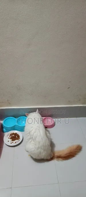 6-12 months Male Purebred Persian