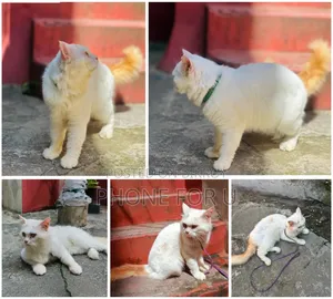 6-12 months Male Purebred Persian