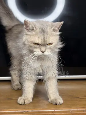 3-6 months Female Purebred Persian