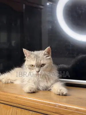 3-6 months Female Purebred Persian