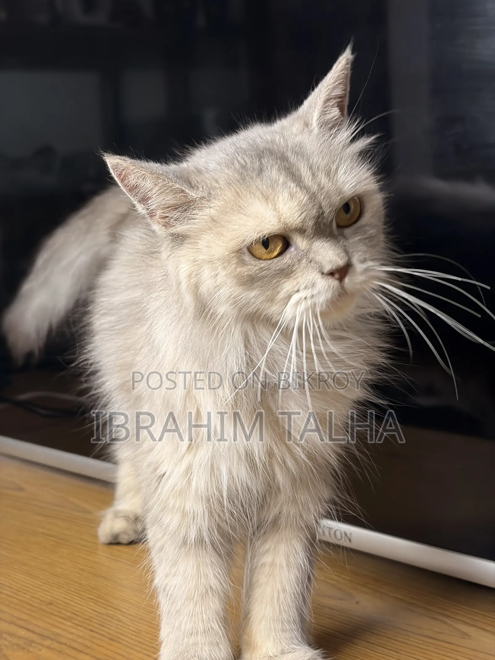 3-6 months Female Purebred Persian