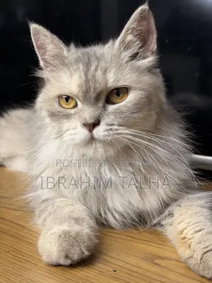 3-6 months Female Purebred Persian