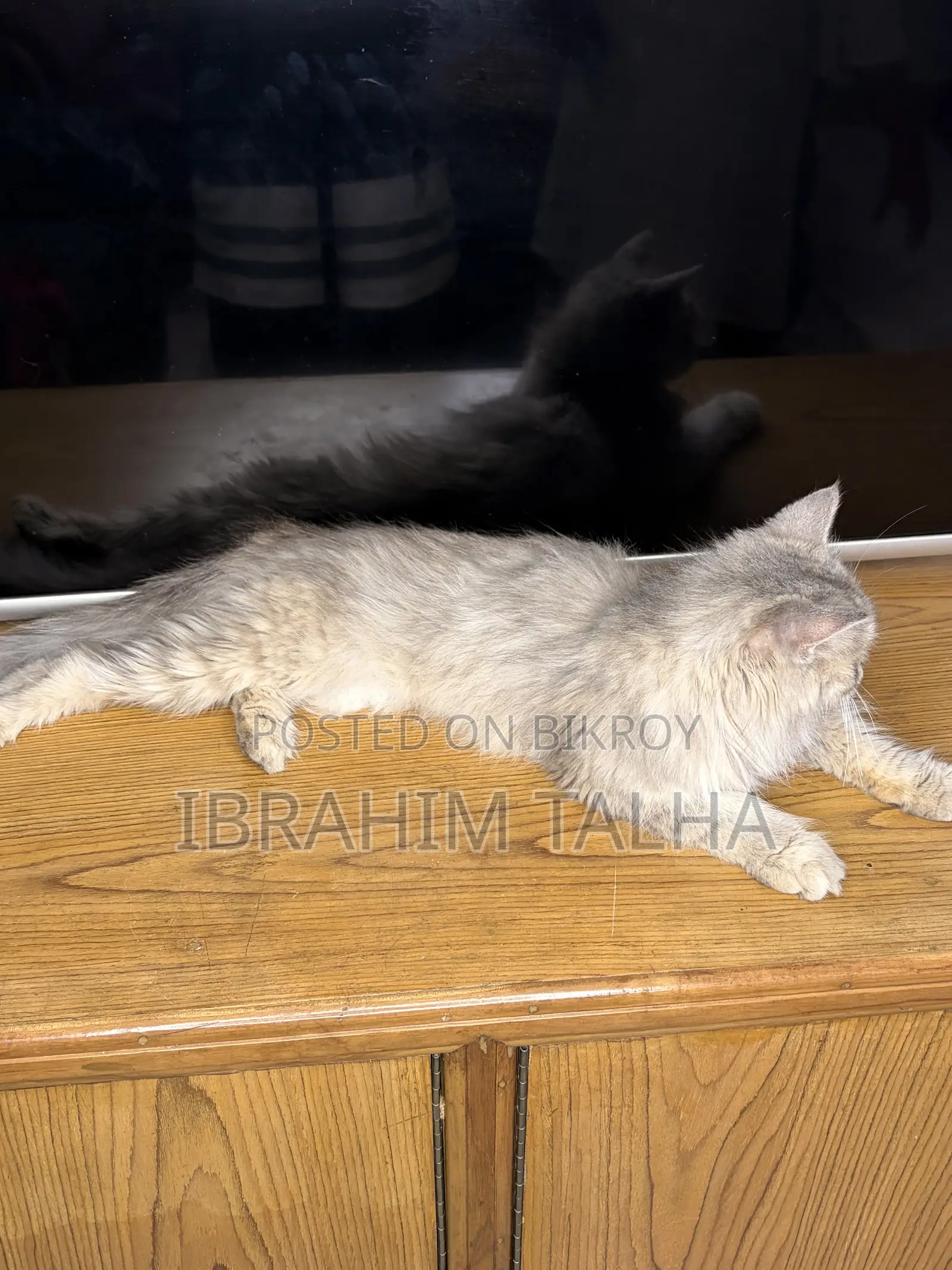 3-6 months Female Purebred Persian