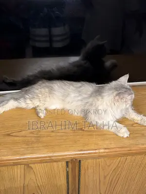3-6 months Female Purebred Persian