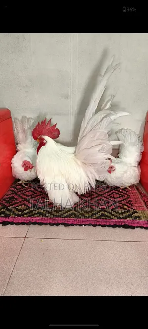 100% Show White Japanese bantam.