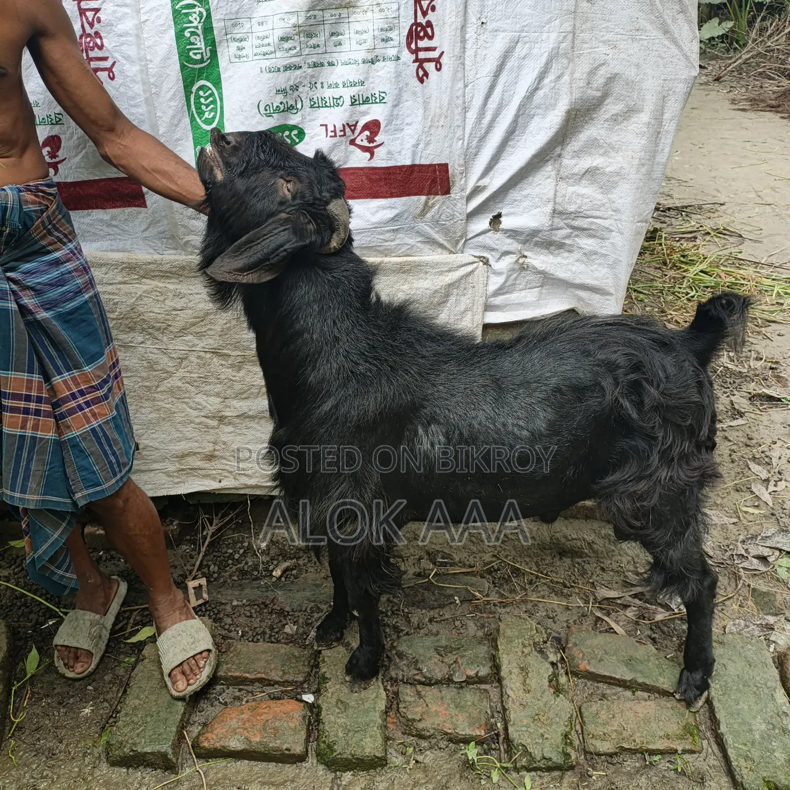 Black Male Goat