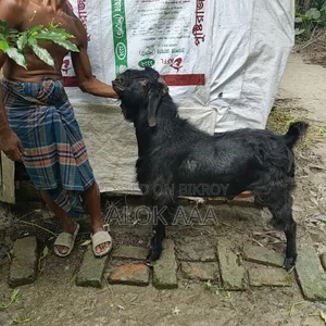 Black Male Goat
