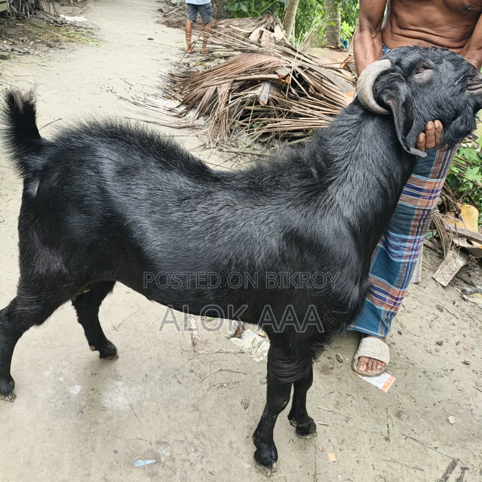 ব্লাক পুরুষ ছাগল
