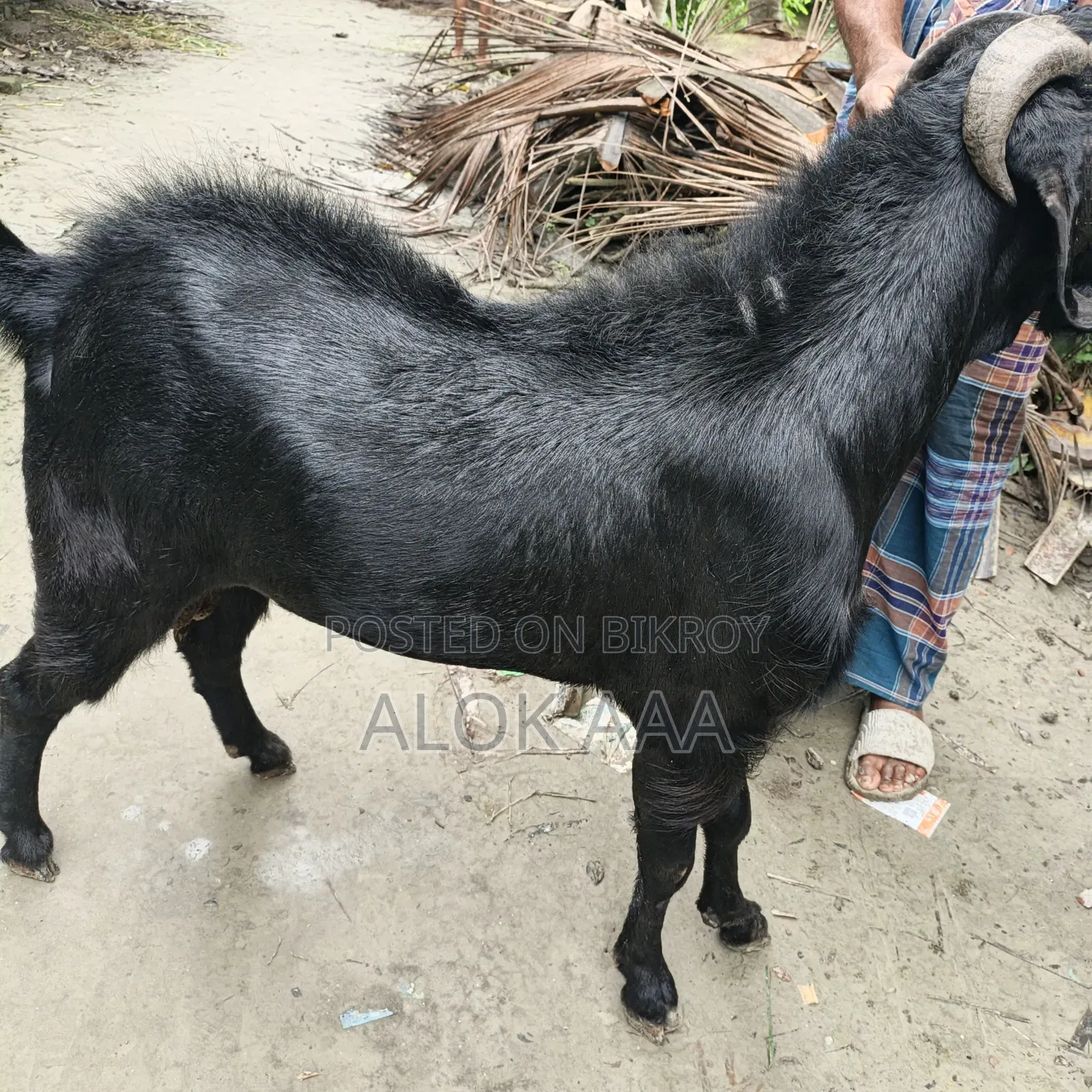 ব্লাক পুরুষ ছাগল