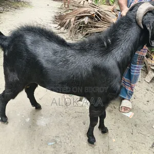 ব্লাক পুরুষ ছাগল
