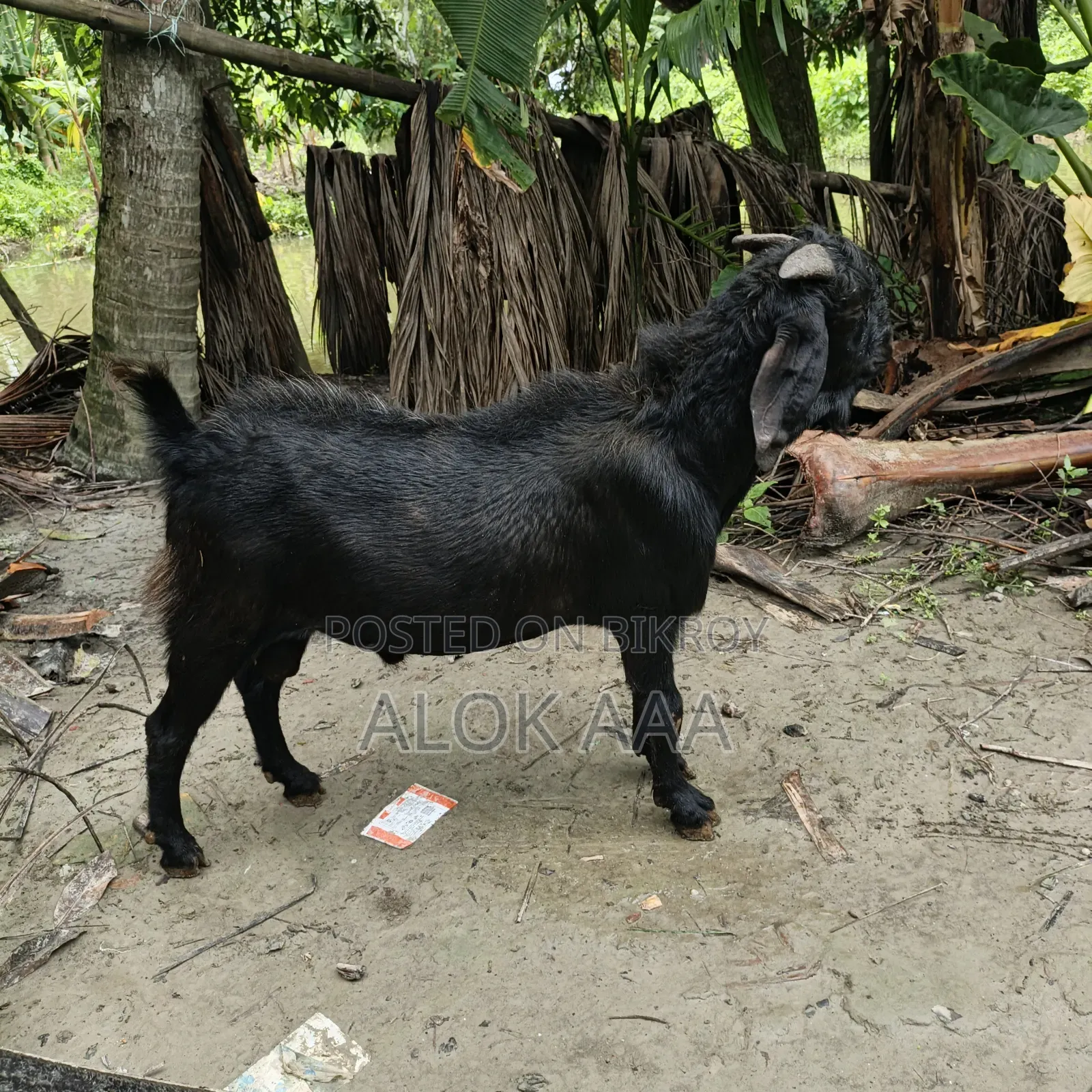 ব্লাক পুরুষ ছাগল