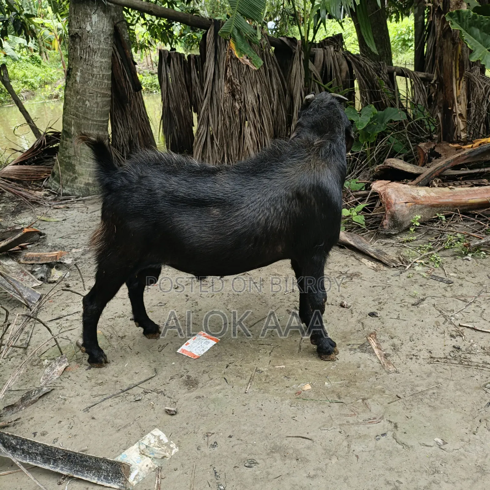 ব্লাক পুরুষ ছাগল