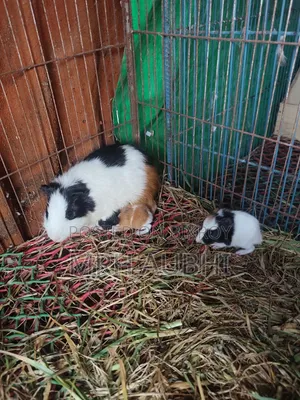 Local Guinea Pig