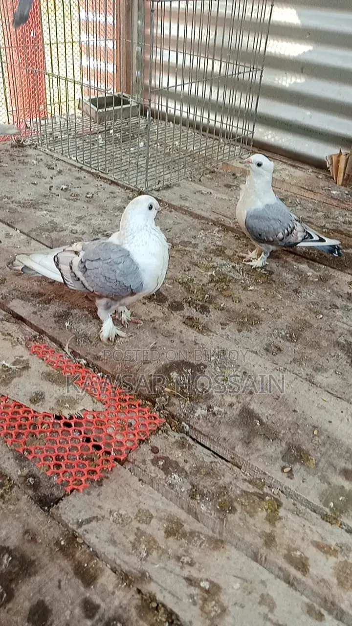 You can exchange if you want, take my fancy pigeons and give me Bengali ones