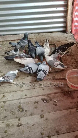 You can exchange if you want, take my fancy pigeons and give me Bengali ones