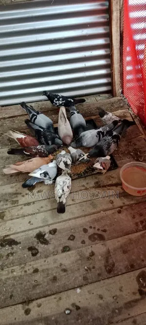 You can exchange if you want, take my fancy pigeons and give me Bengali ones