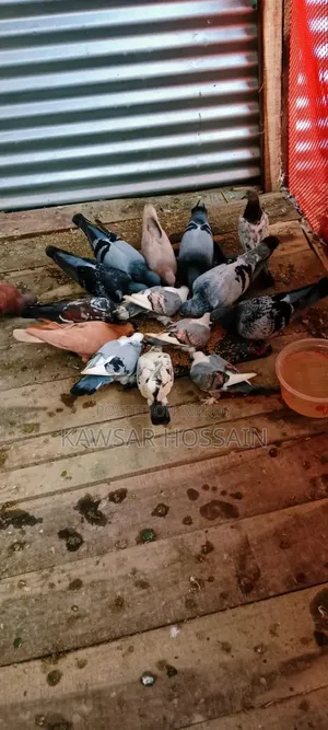 You can exchange if you want, take my fancy pigeons and give me Bengali ones