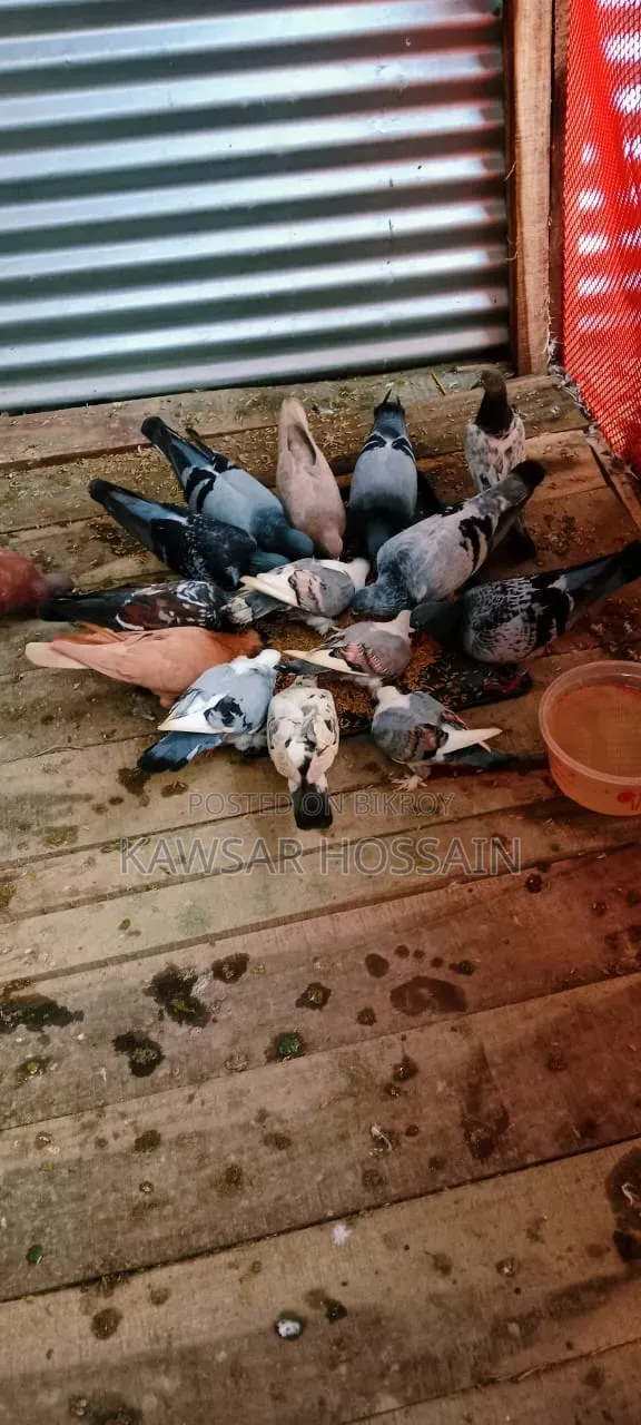 You can exchange if you want, take my fancy pigeons and give me Bengali ones