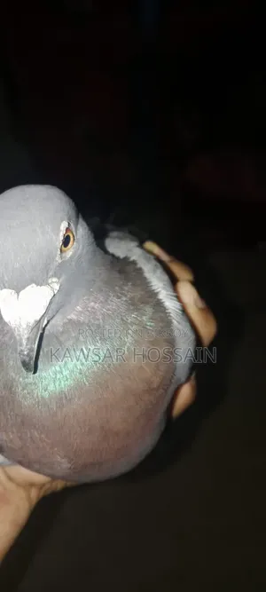 You can exchange if you want, take my fancy pigeons and give me Bengali ones