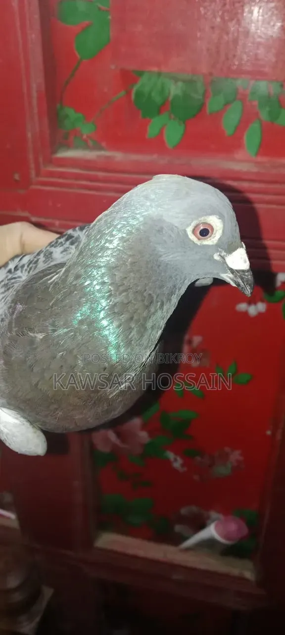 You can exchange if you want, take my fancy pigeons and give me Bengali ones