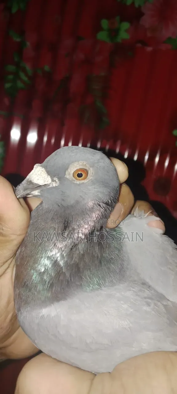 You can exchange if you want, take my fancy pigeons and give me Bengali ones