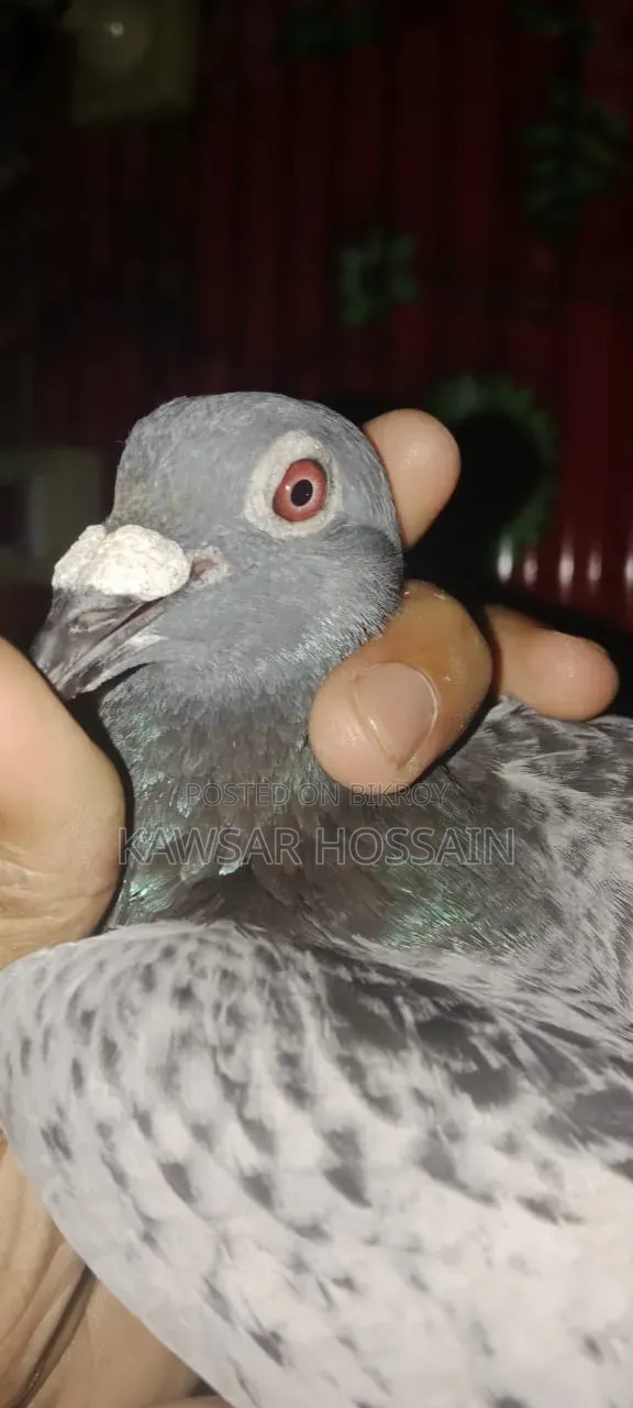 You can exchange if you want, take my fancy pigeons and give me Bengali ones