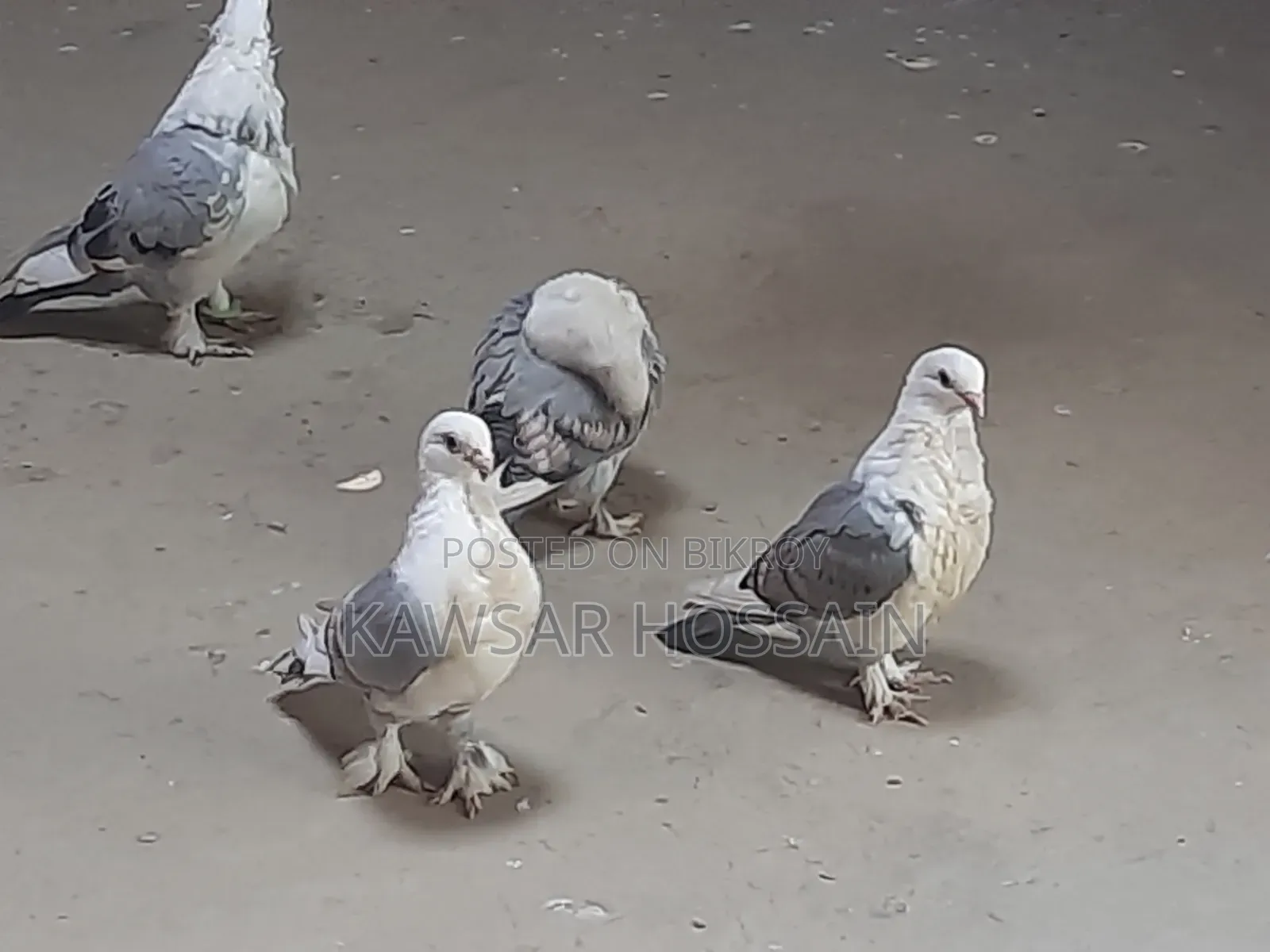 You can exchange if you want, take my fancy pigeons and give me Bengali ones