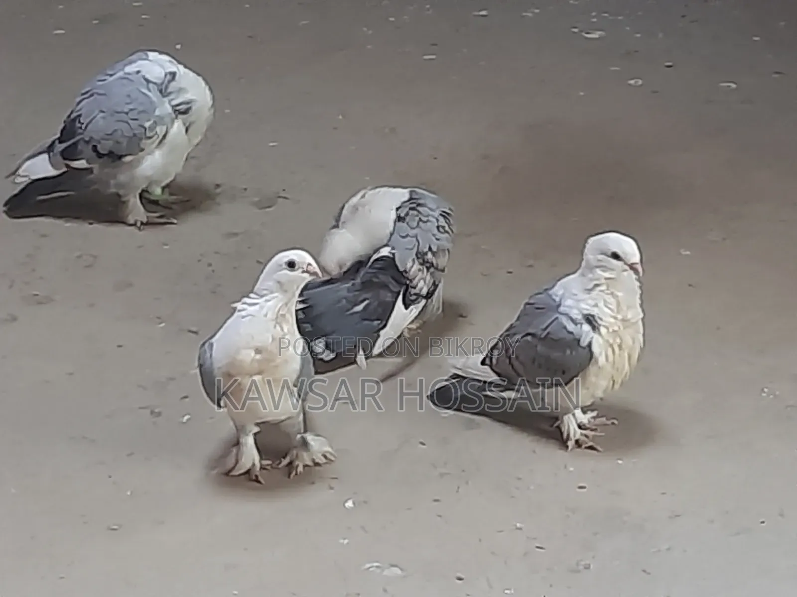 You can exchange if you want, take my fancy pigeons and give me Bengali ones