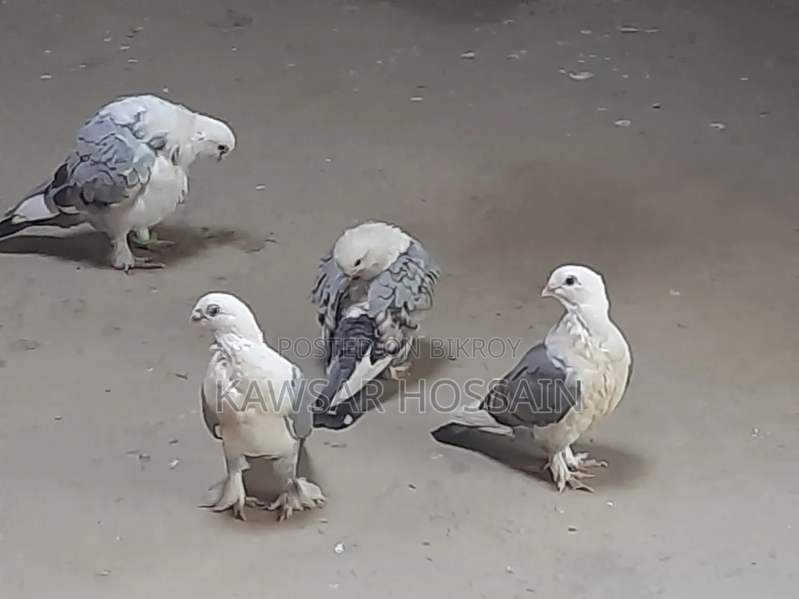 You can exchange if you want, take my fancy pigeons and give me Bengali ones