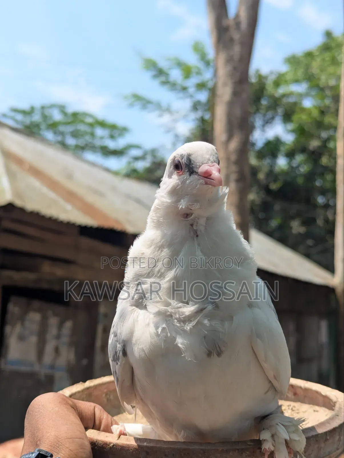 You can exchange if you want, take my fancy pigeons and give me Bengali ones