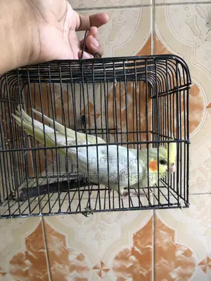 কোকাটেল পাখির বাচ্চা