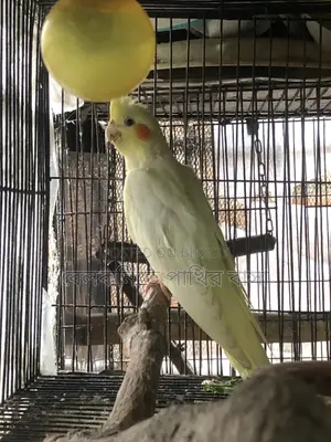 কোকাটেল পাখির বাচ্চা