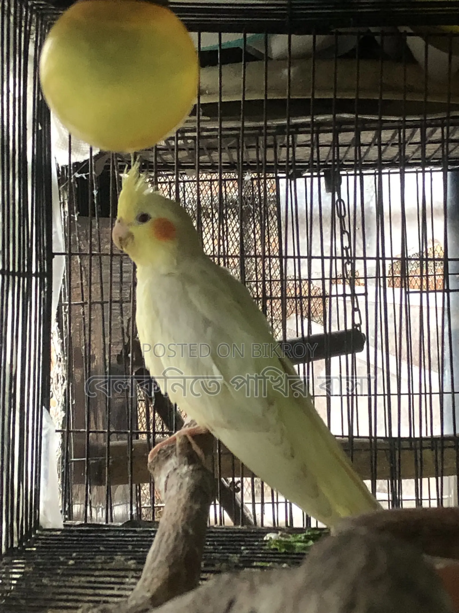 কোকাটেল পাখির বাচ্চা