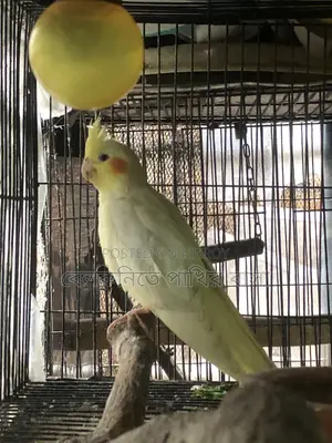 কোকাটেল পাখির বাচ্চা