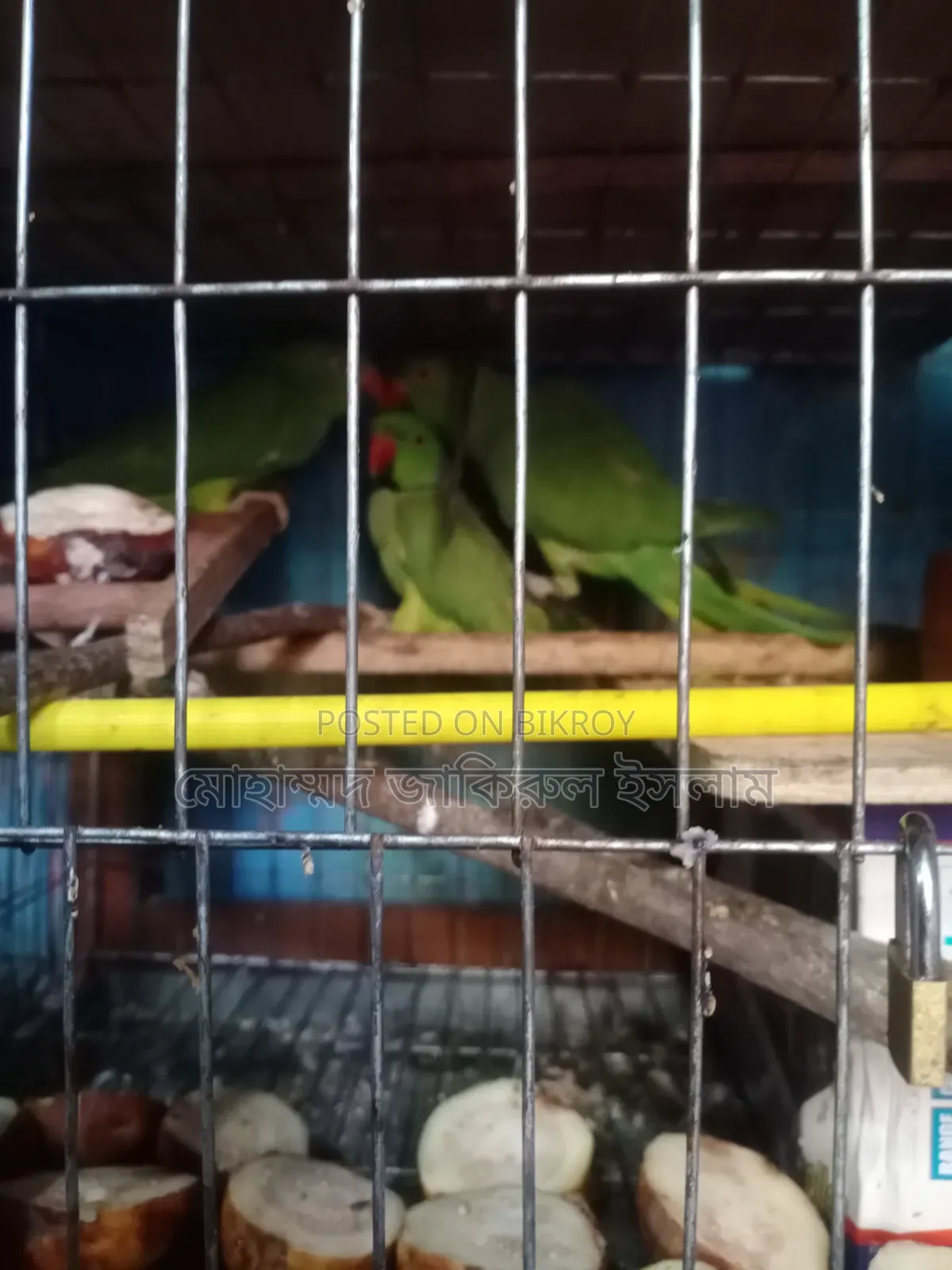 প্রাপ্তবয়স্ক তিন পিচ টিয়া পাখি বিক্রি হবে