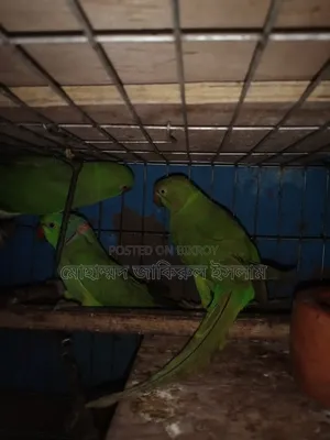 প্রাপ্তবয়স্ক তিন পিচ টিয়া পাখি বিক্রি হবে