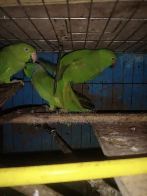 প্রাপ্তবয়স্ক তিন পিচ টিয়া পাখি বিক্রি হবে