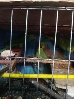 প্রাপ্তবয়স্ক তিন পিচ টিয়া পাখি বিক্রি হবে