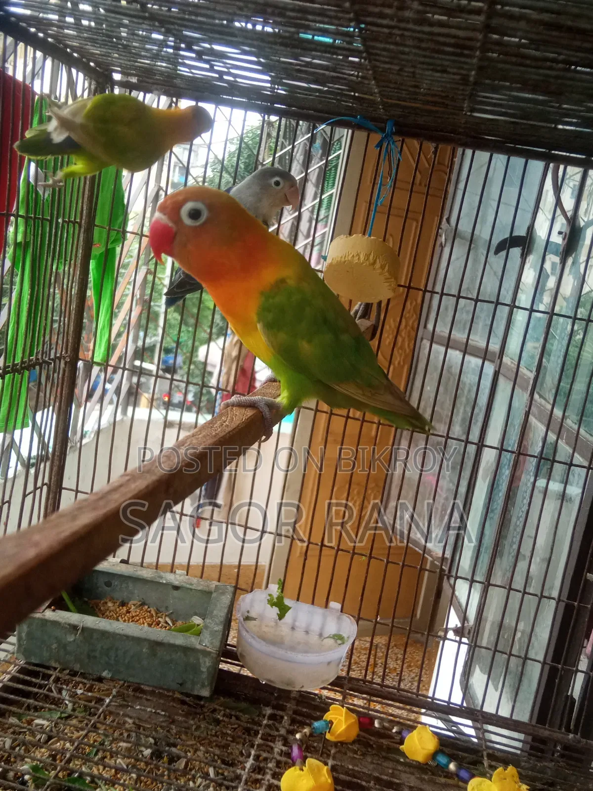 তিনটি লাভ বার্ড পাখি