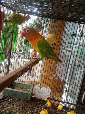 তিনটি লাভ বার্ড পাখি