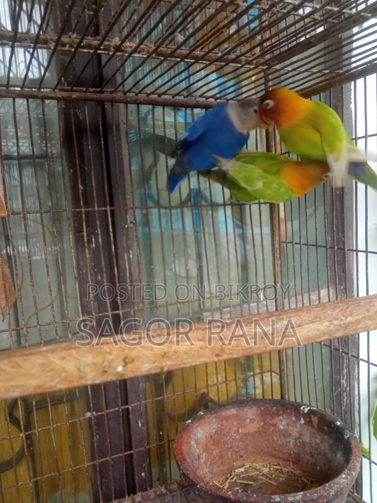 তিনটি লাভ বার্ড পাখি