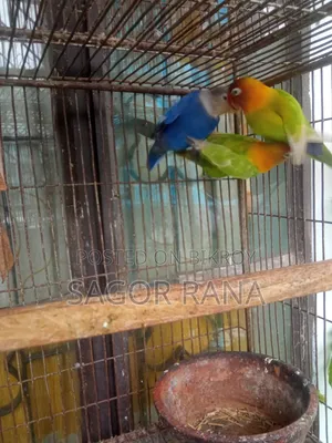 তিনটি লাভ বার্ড পাখি