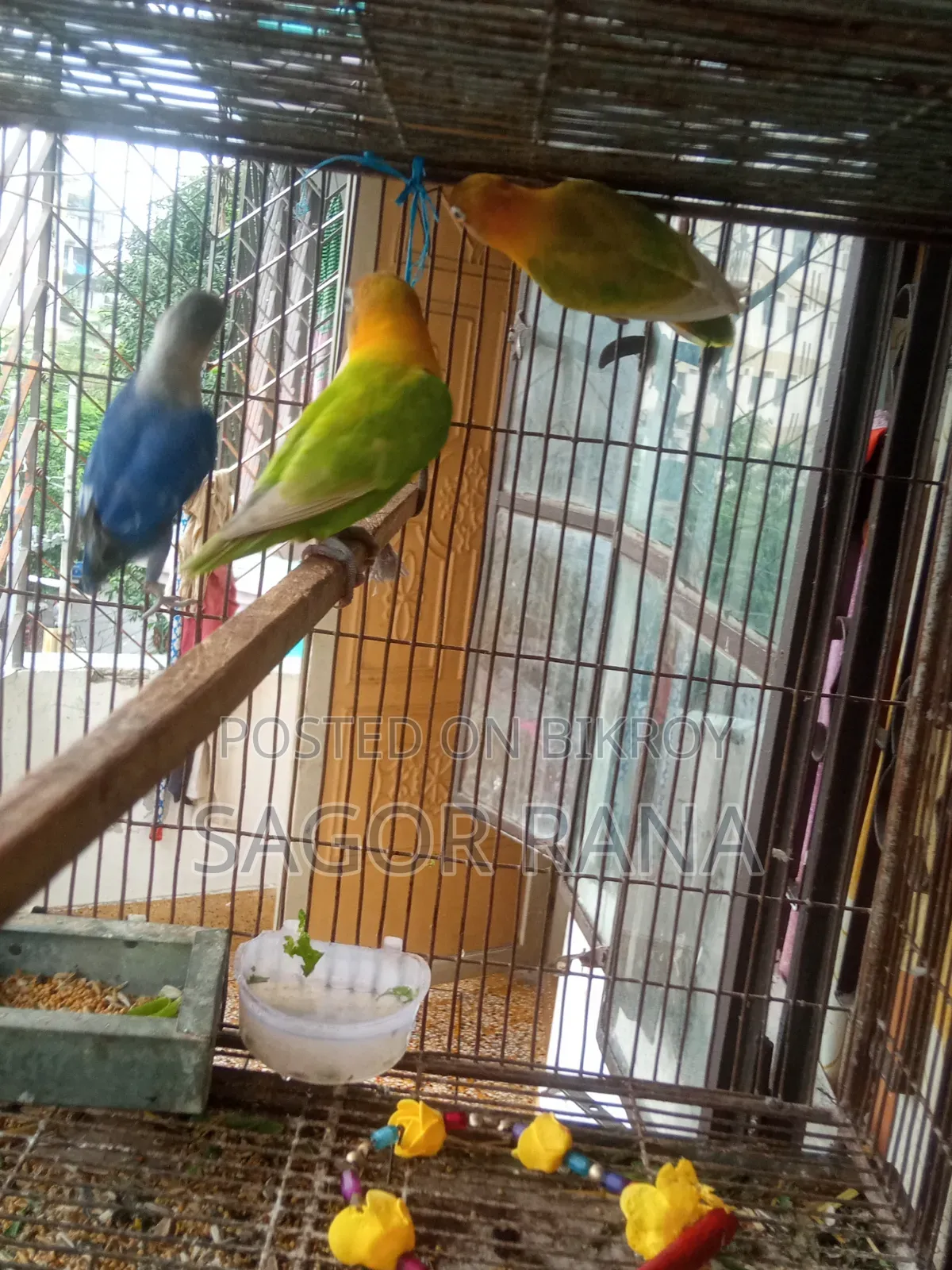 তিনটি লাভ বার্ড পাখি