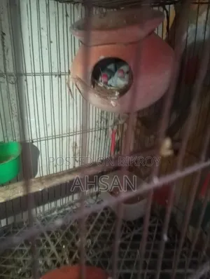 জাভা পাখি বাচ্চা সহ