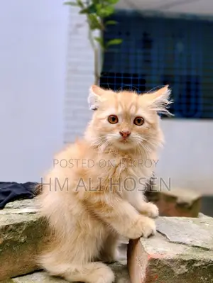 1-3 months Male Purebred Persian