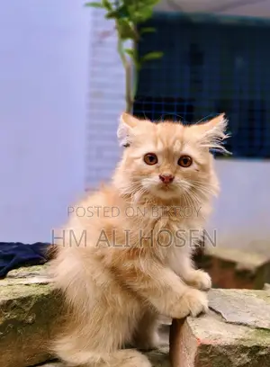 1-3 months Male Purebred Persian