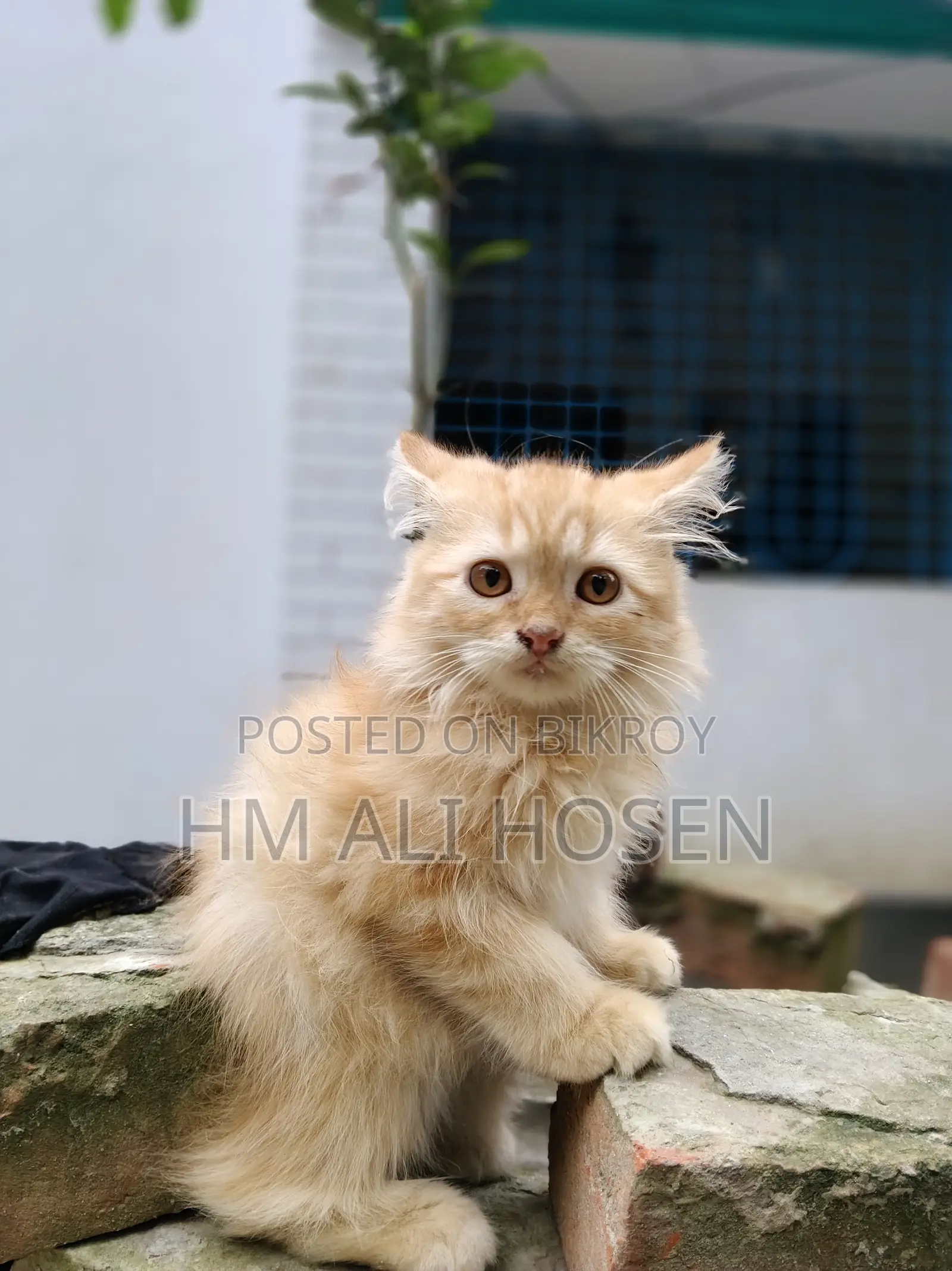 1-3 months Male Purebred Persian