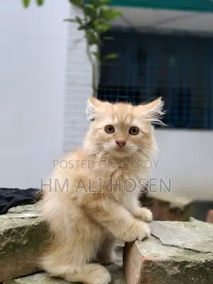 1-3 months Male Purebred Persian