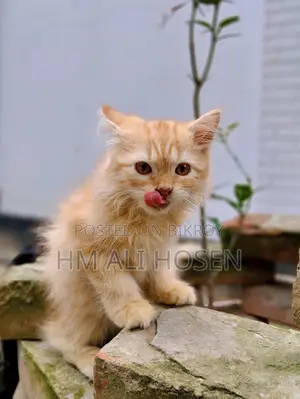 1-3 months Male Purebred Persian