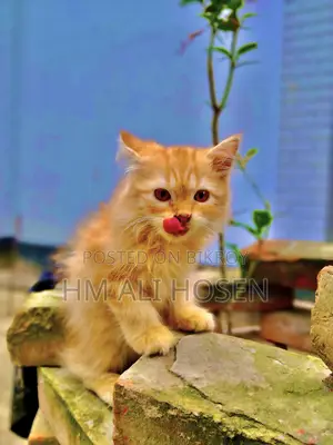 1-3 months Male Purebred Persian